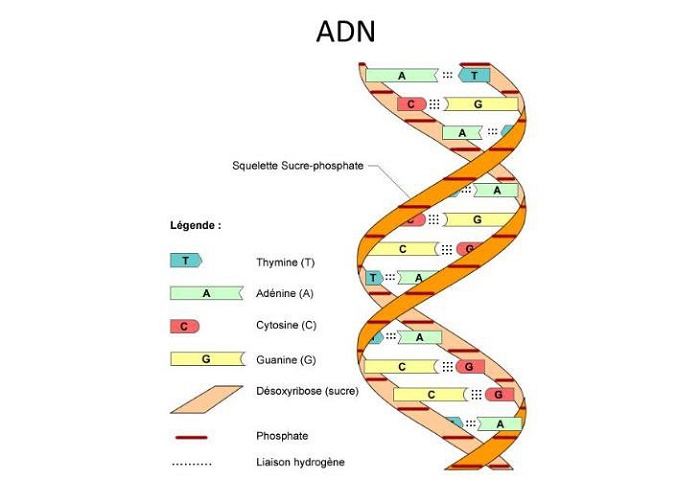 Chức năng của ADN là gì? Cách lấy mẫu để xét nghiệm DNA – Vật lý trị liệu