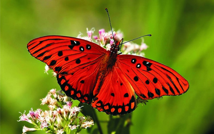 Nằm mơ thấy bướm có ý nghĩa gì? nên đánh con gì?
