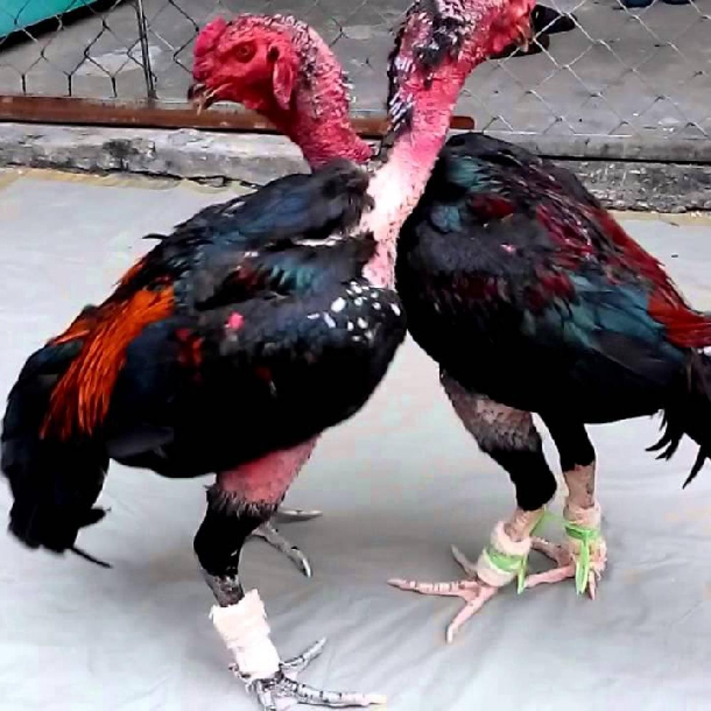 Kỹ thuật nuôi và cách huấn luyện gà chọi cơ bản - Trại Giống Thu Hà